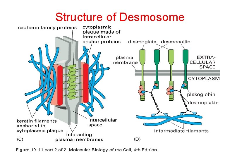 Structure of Desmosome 
