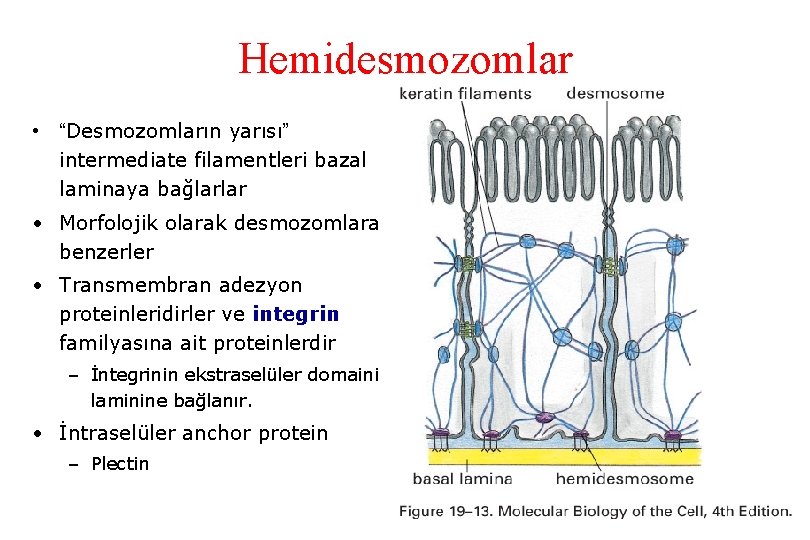 Hemidesmozomlar • “Desmozomların yarısı” intermediate filamentleri bazal laminaya bağlarlar • Morfolojik olarak desmozomlara benzerler