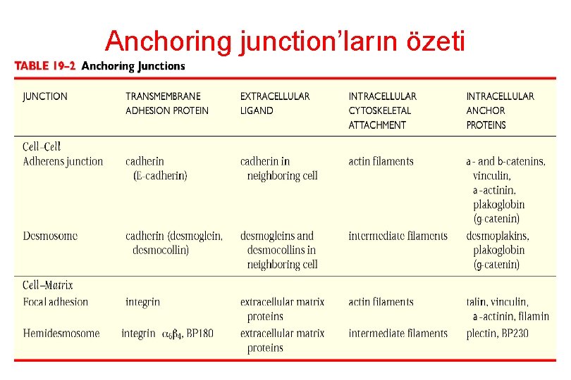 Anchoring junction’ların özeti 