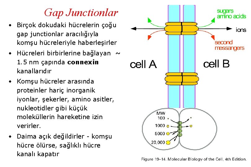 Gap Junctionlar • Birçok dokudaki hücrelerin çoğu gap junctionlar aracılığıyla komşu hücreleriyle haberleşirler •
