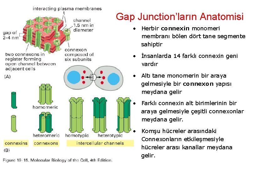 Gap Junction’ların Anatomisi • Herbir connexin monomeri membranı bölen dört tane segmente sahiptir •