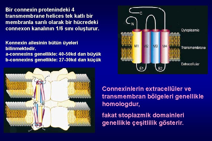 Bir connexin protenindeki 4 transmembrane helices tek katlı bir membranla sarılı olarak bir hücredeki