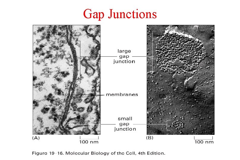 Gap Junctions 