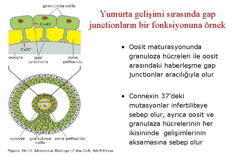 Yumurta gelişimi sırasında gap junctionların bir fonksiyonuna örnek • Oosit maturasyonunda granuloza hücreleri ile