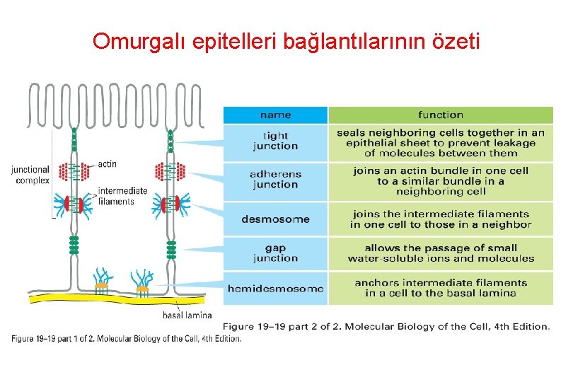 Omurgalı epitelleri bağlantılarının özeti 