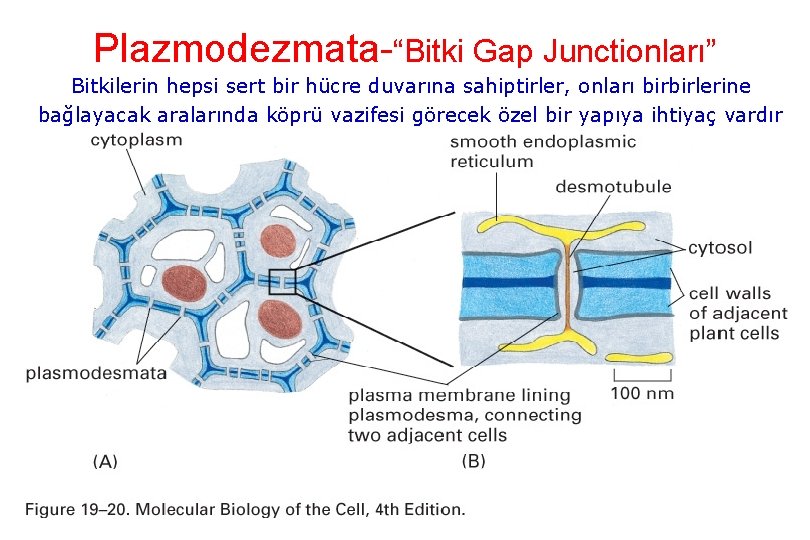Plazmodezmata-“Bitki Gap Junctionları” Bitkilerin hepsi sert bir hücre duvarına sahiptirler, onları birbirlerine bağlayacak aralarında