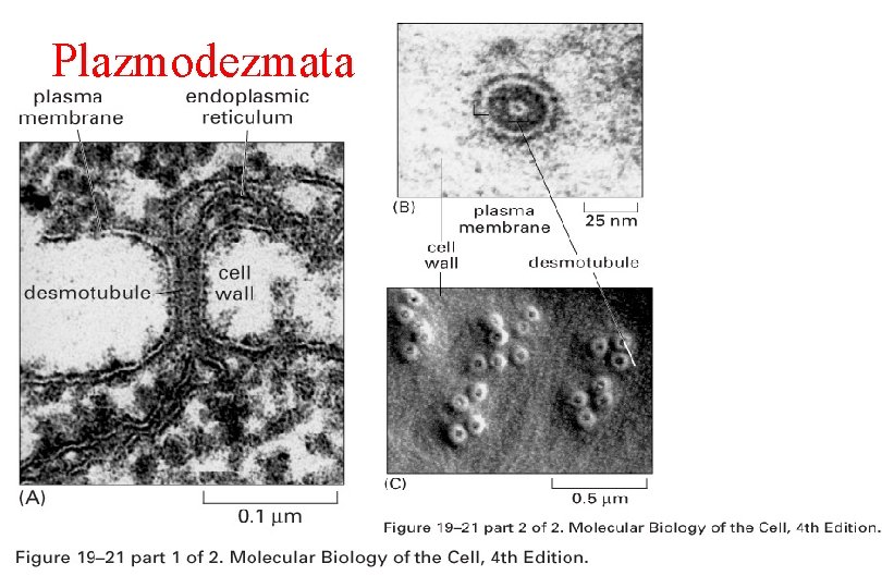 Plazmodezmata 