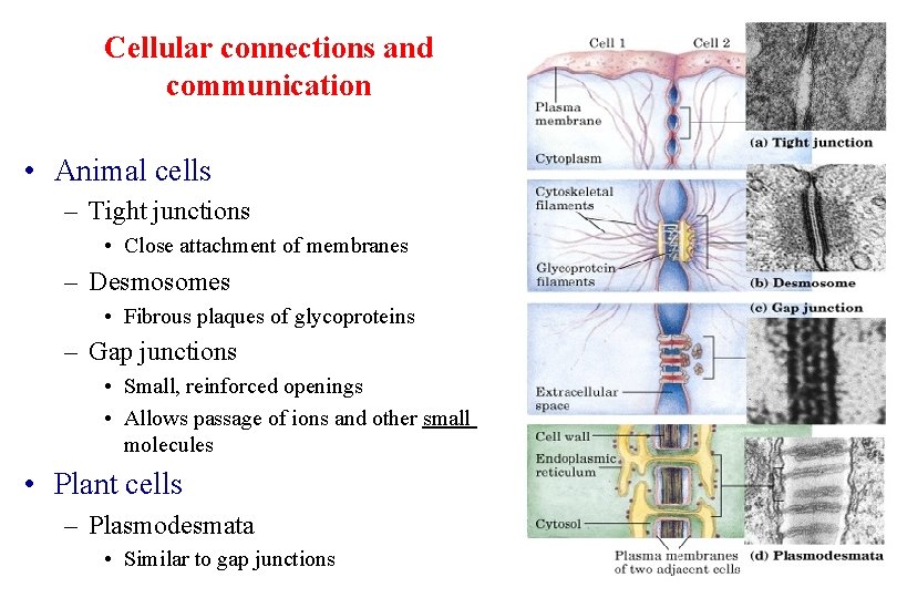 Cellular connections and communication • Animal cells – Tight junctions • Close attachment of