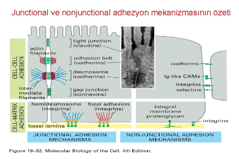 Junctional ve nonjunctional adhezyon mekanizmasının özeti 