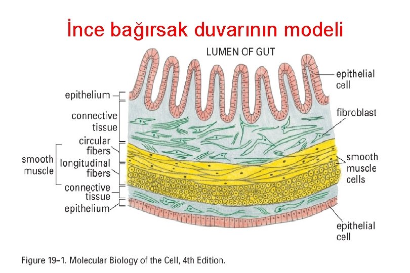 İnce bağırsak duvarının modeli 