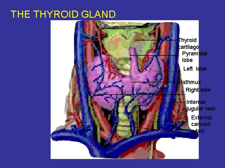 THE THYROID GLAND Thyroid cartilago Pyramidal lobe Left lobe Isthmus Right lobe Internal jugular