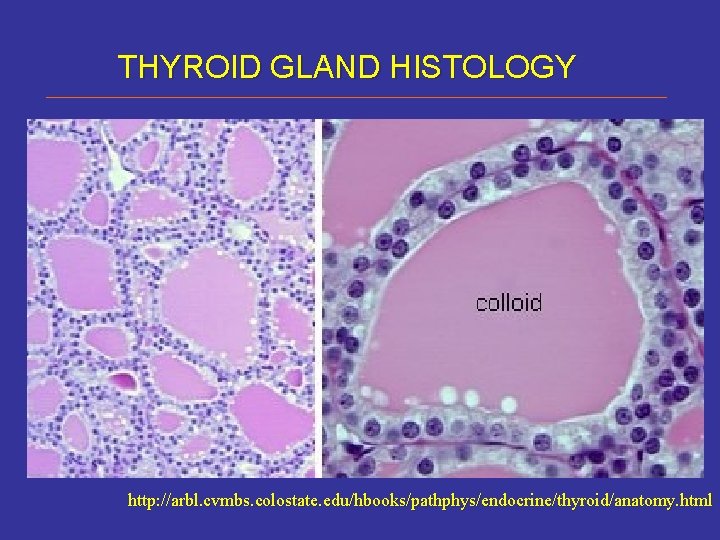 THYROID GLAND HISTOLOGY http: //arbl. cvmbs. colostate. edu/hbooks/pathphys/endocrine/thyroid/anatomy. html 