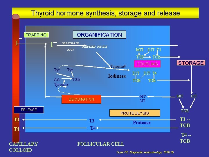 Thyroid hormone synthesis, storage and release ORGANIFICATION TRAPPING I I PEROXIDASE OXIDIZED IODIDE H
