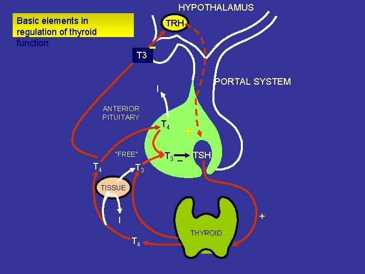 HYPOTHALAMUS Basic elements in regulation of thyroid function TRH T 3 PORTAL SYSTEM I