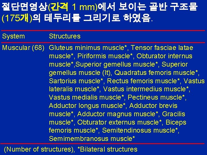 절단면영상(간격 1 mm)에서 보이는 골반 구조물 (175개)의 테두리를 그리기로 하였음. System Structures Muscular (68)