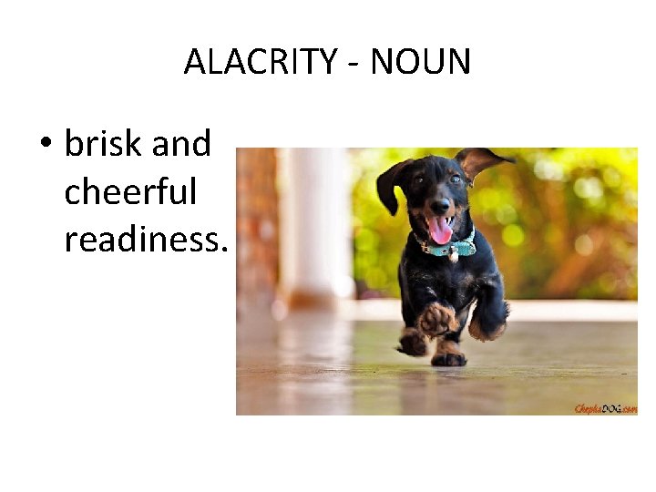 ALACRITY - NOUN • brisk and cheerful readiness. 