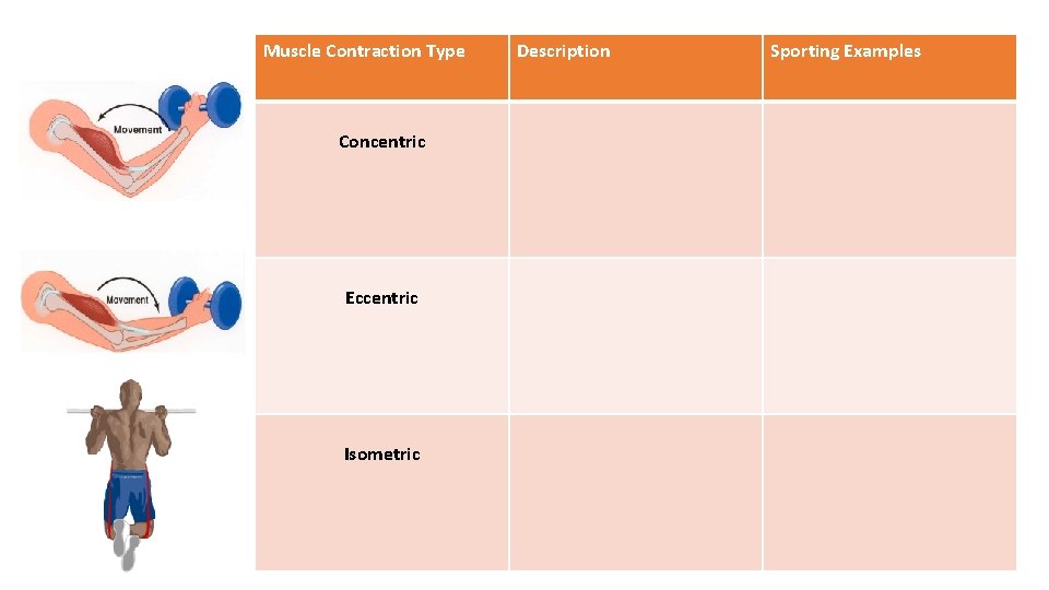 Muscle Contraction Type Concentric Eccentric Isometric Description Sporting Examples 