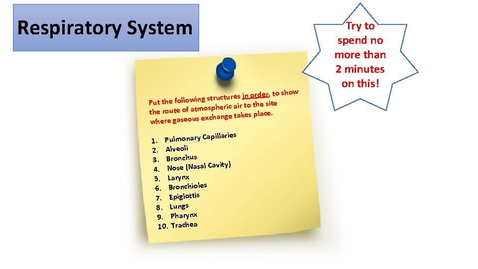 Respiratory System order, to show in s re u ct ru st g Put