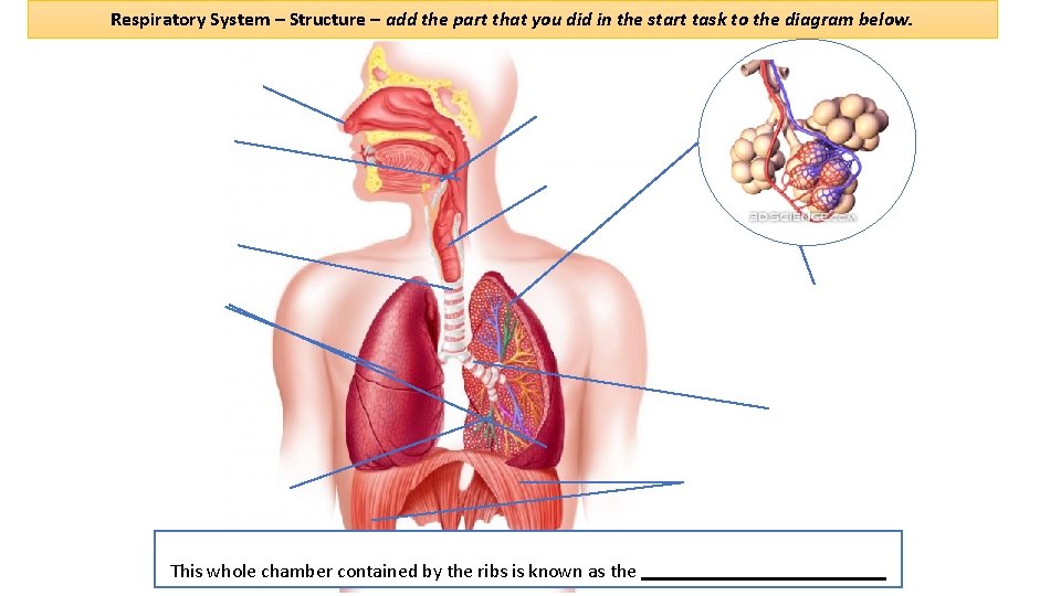 Respiratory System – Structure – add the part that you did in the start