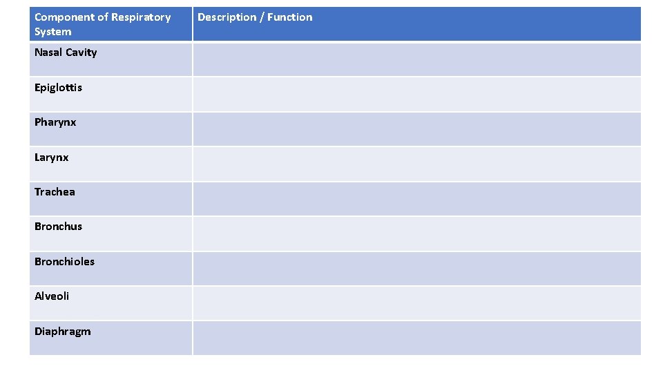 Component of Respiratory System Nasal Cavity Epiglottis Pharynx Larynx Trachea Bronchus Bronchioles Alveoli Diaphragm