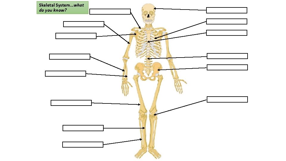 Skeletal System…what do you know? 