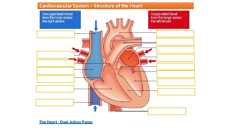 Cardiovascular System – Structure of the Heart The Heart - Dual Action Pump 