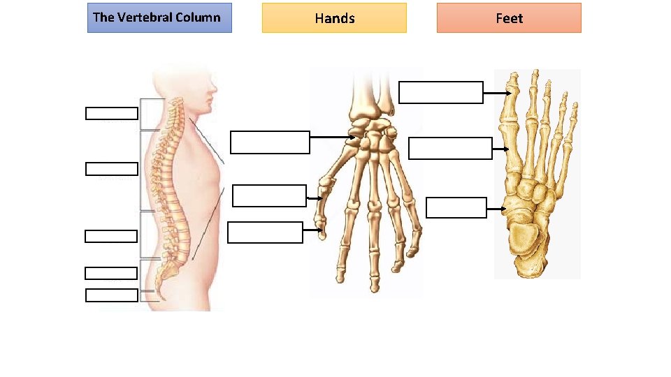 The Vertebral Column Hands Feet 