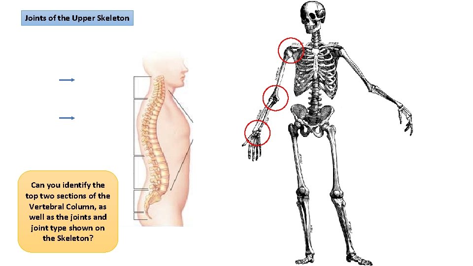 Joints of the Upper Skeleton Can you identify the top two sections of the