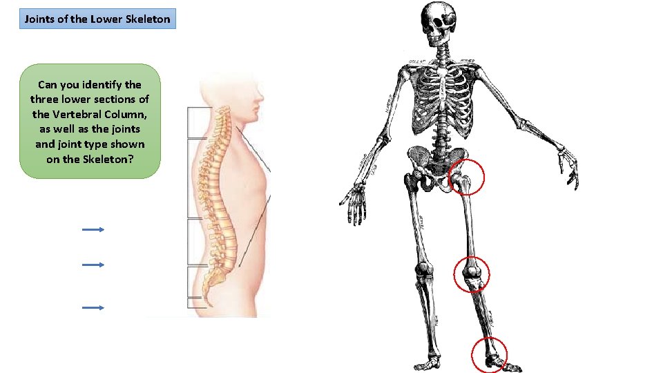 Joints of the Lower Skeleton Can you identify the three lower sections of the