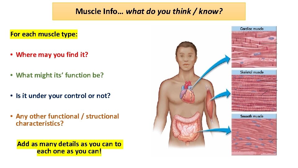 Muscle Info… what do you think / know? For each muscle type: • Where