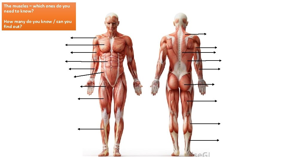 The muscles – which ones do you need to know? How many do you