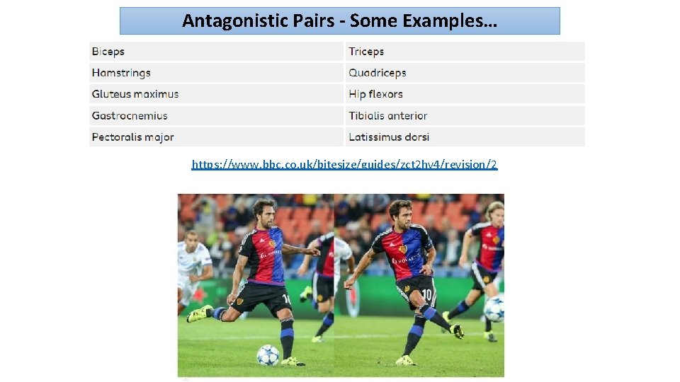 Antagonistic Pairs - Some Examples… https: //www. bbc. co. uk/bitesize/guides/zct 2 hv 4/revision/2 