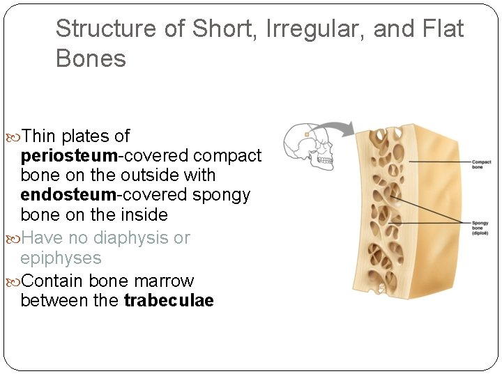 Structure of Short, Irregular, and Flat Bones Thin plates of periosteum-covered compact bone on