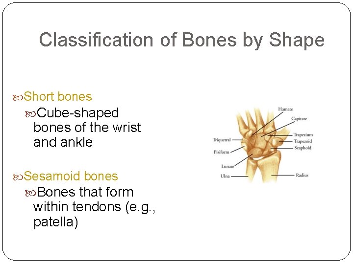 Classification of Bones by Shape Short bones Cube-shaped bones of the wrist and ankle