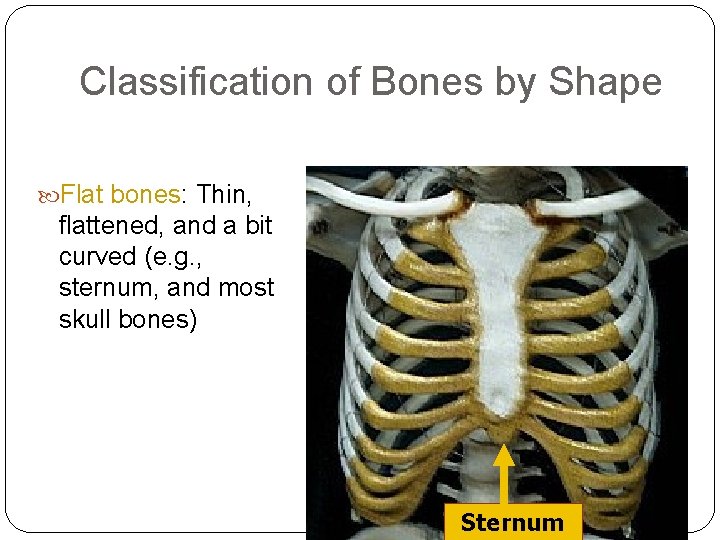 Classification of Bones by Shape Flat bones: Thin, flattened, and a bit curved (e.
