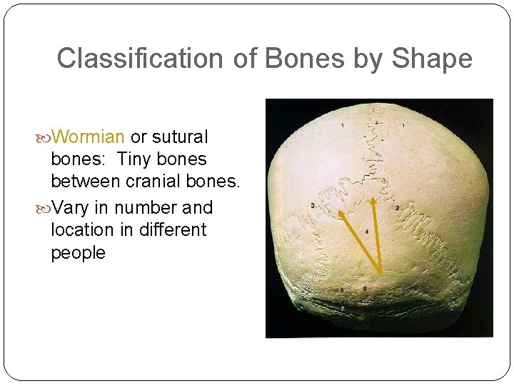 Classification of Bones by Shape Wormian or sutural bones: Tiny bones between cranial bones.
