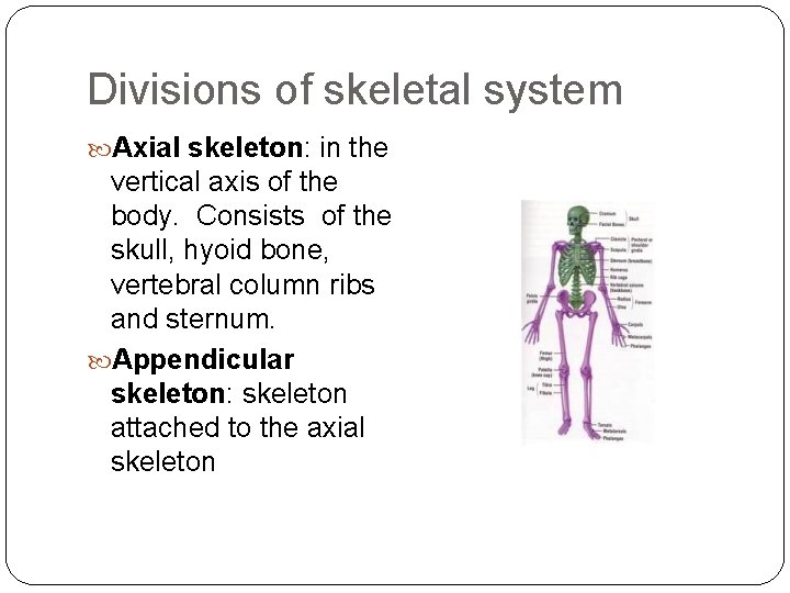 Divisions of skeletal system Axial skeleton: in the vertical axis of the body. Consists