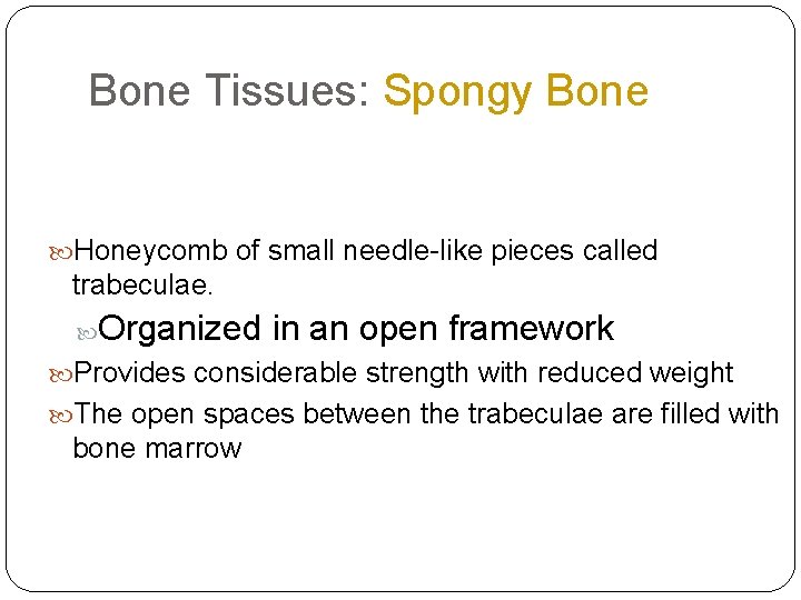 Bone Tissues: Spongy Bone Honeycomb of small needle-like pieces called trabeculae. Organized in an