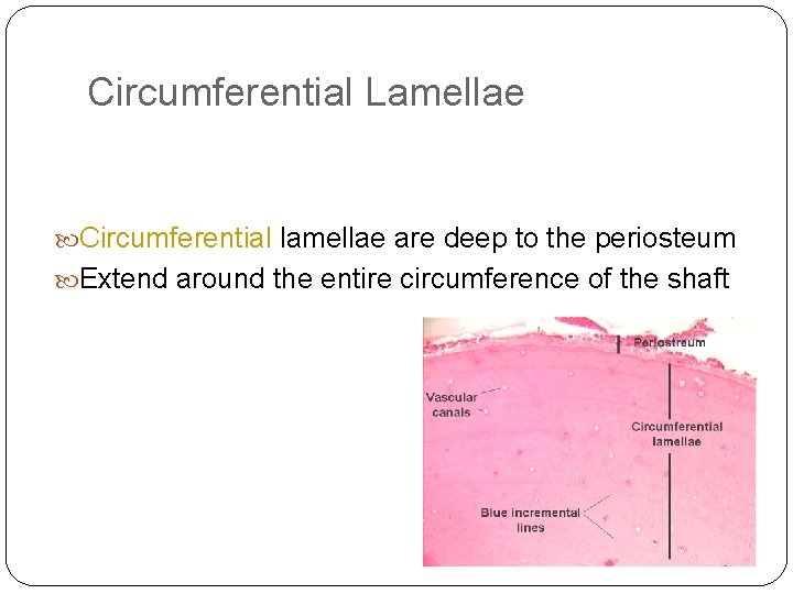 Circumferential Lamellae Circumferential lamellae are deep to the periosteum Extend around the entire circumference