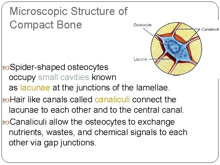 Microscopic Structure of Compact Bone Spider-shaped osteocytes occupy small cavities known as lacunae at