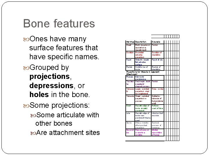 Bone features Ones have many surface features that have specific names. Grouped by projections,