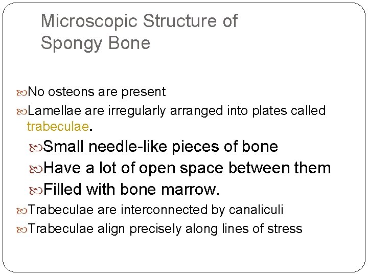 Microscopic Structure of Spongy Bone No osteons are present Lamellae are irregularly arranged into
