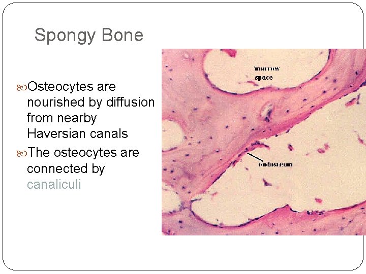 Spongy Bone Osteocytes are nourished by diffusion from nearby Haversian canals The osteocytes are