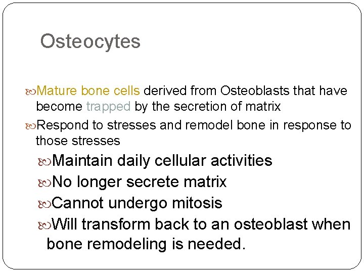 Osteocytes Mature bone cells derived from Osteoblasts that have become trapped by the secretion