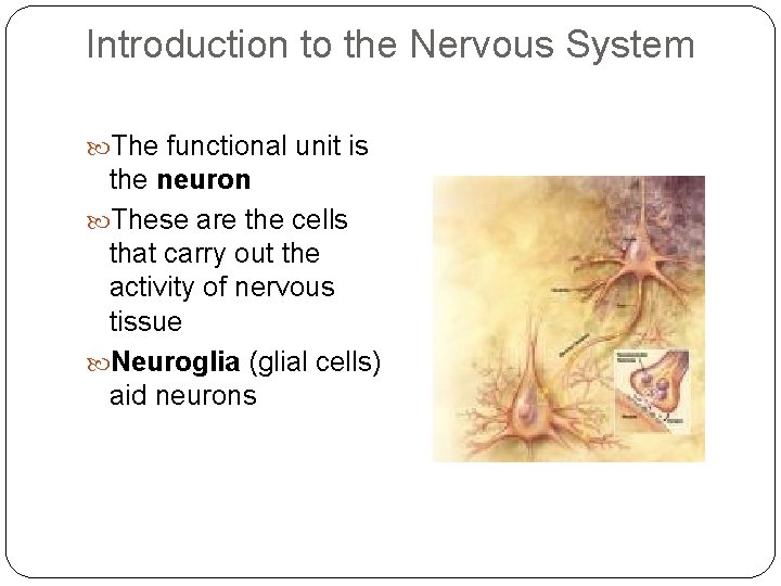 Introduction to the Nervous System The functional unit is the neuron These are the