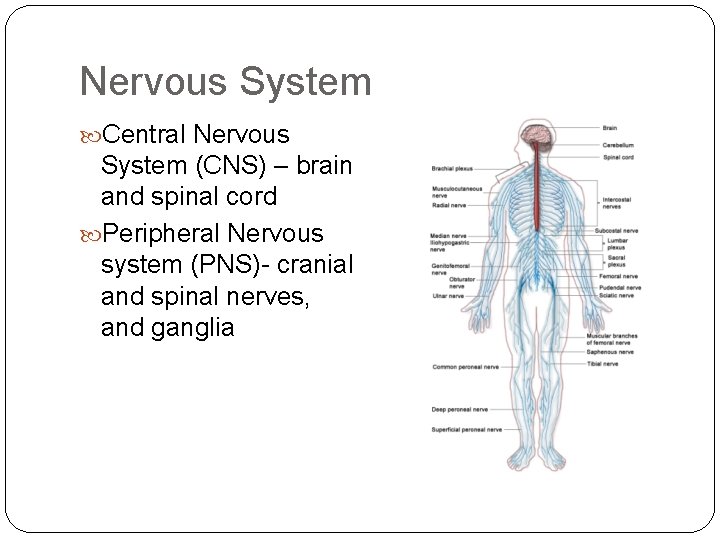 Nervous System Central Nervous System (CNS) – brain and spinal cord Peripheral Nervous system