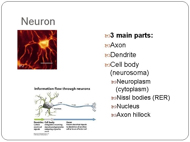 Neuron 3 main parts: Axon Dendrite Cell body (neurosoma) Neuroplasm (cytoplasm) Nissl bodies (RER)