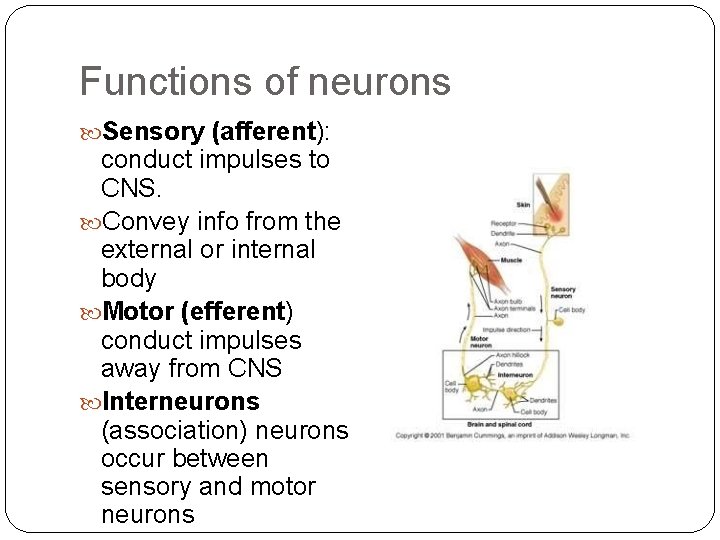 Functions of neurons Sensory (afferent): conduct impulses to CNS. Convey info from the external