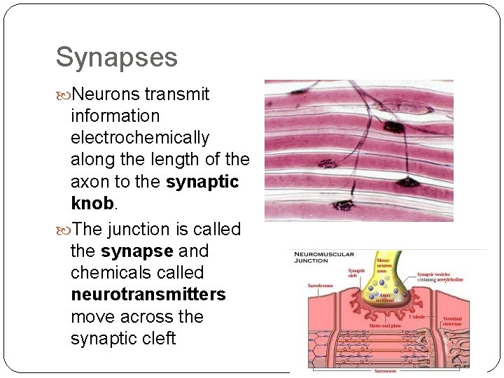Synapses Neurons transmit information electrochemically along the length of the axon to the synaptic