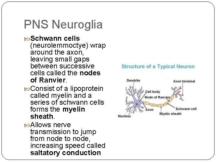 PNS Neuroglia Schwann cells (neurolemmoctye) wrap around the axon, leaving small gaps between successive